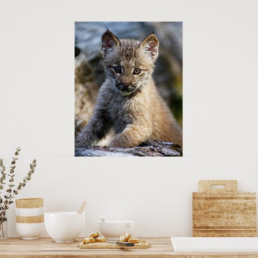 Ein Niedlicher kleiner kanadischer Lynx Kitten Poster (Küche)