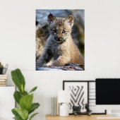 Ein Niedlicher kleiner kanadischer Lynx Kitten Poster (Heimbüro)