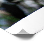 Ein Niedlicher kleiner kanadischer Lynx Kitten Poster (Ecke)