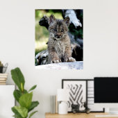 Ein Niedlicher kleiner kanadischer Lynx Kitten Poster (Heimbüro)