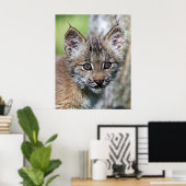Ein Niedlicher kleiner kanadischer Lynx Kitten Poster (Heimbüro)