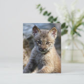 Ein Niedlicher kleiner kanadischer Lynx Kitten Postkarte (Stehend Vorderseite)