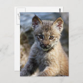 Ein Niedlicher kleiner kanadischer Lynx Kitten Postkarte (Vorne/Hinten)
