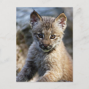 Ein Niedlicher kleiner kanadischer Lynx Kitten Postkarte