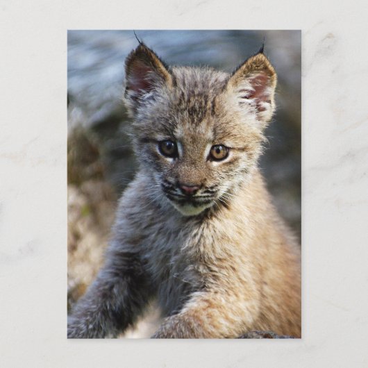 Ein Niedlicher kleiner kanadischer Lynx Kitten Postkarte (Vorderseite)