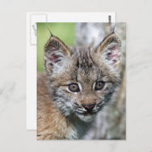 Ein Niedlicher kleiner kanadischer Lynx Kitten Postkarte (Vorne/Hinten)