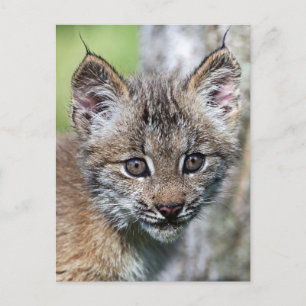 Ein Niedlicher kleiner kanadischer Lynx Kitten Postkarte
