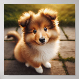 Ein niedlicher Shetland Sheepdog Welpe Poster