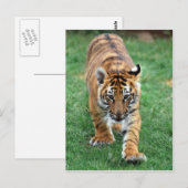 Ein niedlicher Tiger Postkarte (Vorne/Hinten)