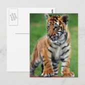 Ein niedlicher Tiger Postkarte (Vorne/Hinten)