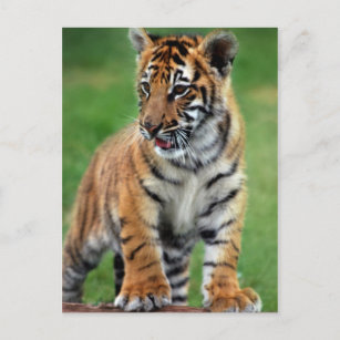 Ein niedlicher Tiger Postkarte