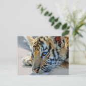 Ein niedlicher Tiger Postkarte (Stehend Vorderseite)