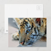 Ein niedlicher Tiger Postkarte (Vorne/Hinten)