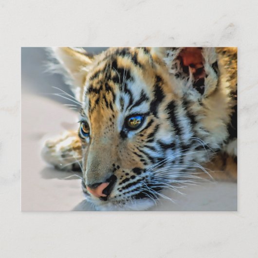 Ein niedlicher Tiger Postkarte (Vorderseite)