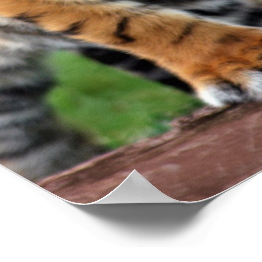 Ein niedlicher Tigerjunge Poster (Ecke)