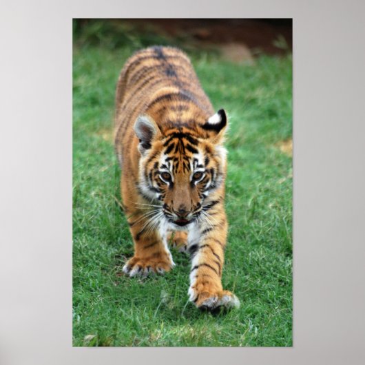Ein niedlicher Tigerjunge Poster (Vorne)