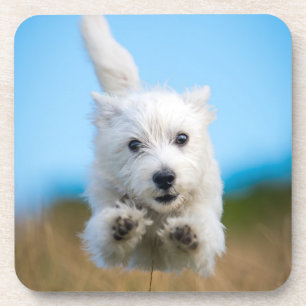 Ein niedlicher Westhochland-Terrier-Welpen-Betrieb Getränkeuntersetzer