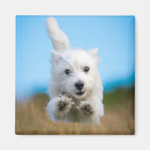 Ein niedlicher Westhochland-Terrier-Welpen-Betrieb Magnet