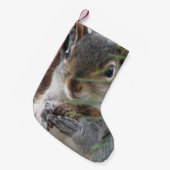 Ein niedliches Eichhörnchen mit Kleiner Weihnachtsstrumpf (Vorderansicht (hängend))