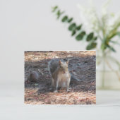 Ein niedliches Eichhörnchen Postkarte (Stehend Vorderseite)