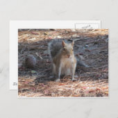 Ein niedliches Eichhörnchen Postkarte (Vorne/Hinten)