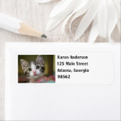 Ein niedliches Kätzchen mit grünen Augen (Insitu)