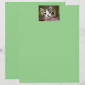 Ein niedliches Kätzchen mit grünen Augen (Vorne/Hinten)