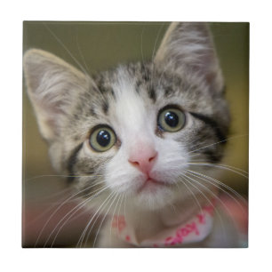 Ein niedliches Kätzchen mit grünen Augen Fliese