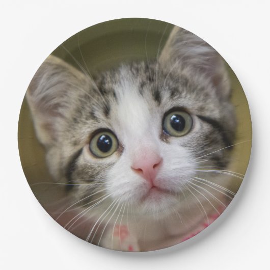 Ein niedliches Kätzchen mit grünen Augen Pappteller (Vorderseite)