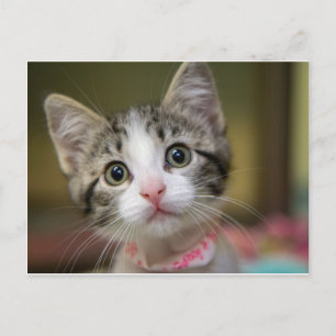 Ein niedliches Kätzchen mit grünen Augen Postkarte