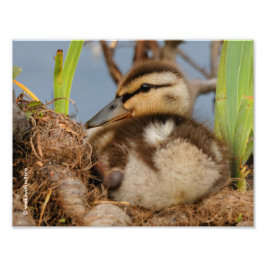 Ein Niedliches und kostbares Mallard Duckling Fotodruck