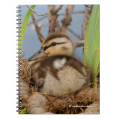 Ein Niedliches und kostbares Mallard Duckling Notizblock (Vorderseite)