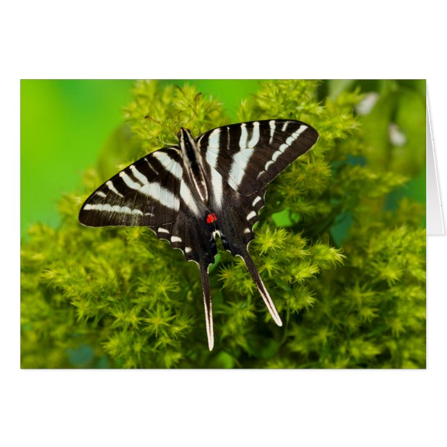 Ein nordamerikanischer Frack-Schmetterling (Vorderseite (Horizontal))