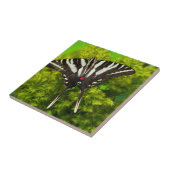 Ein nordamerikanischer Frack-Schmetterling Fliese (Seite)