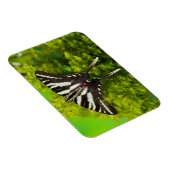 Ein nordamerikanischer Frack-Schmetterling Magnet (Rechte Seite)