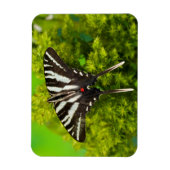 Ein nordamerikanischer Frack-Schmetterling Magnet (Vertikal)