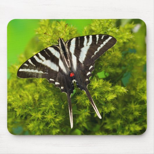 Ein nordamerikanischer Frack-Schmetterling Mousepad (Vorne)