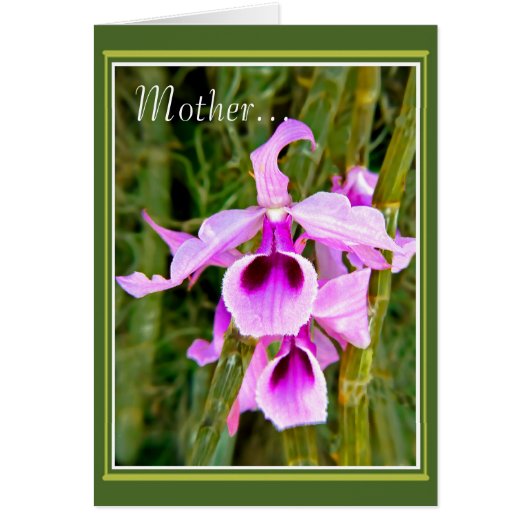 Ein Orchid für Mutter (Vorne)