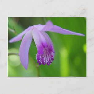 Ein Orchidee für Sie! Postkarte