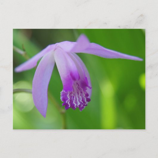 Ein Orchidee für Sie! Postkarte (Vorderseite)