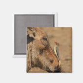 Ein Oxpecker auf einem Warthogs, Isimangaliso, Magnet (Vorderseite/Rückseite)
