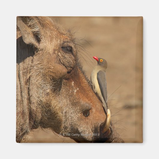 Ein Oxpecker auf einem Warthogs, Isimangaliso, Magnet (Vorne)