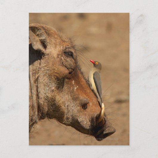 Ein Oxpecker auf einem Warthogs, Isimangaliso, Postkarte (Vorderseite)