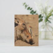 Ein Oxpecker auf einem Warthogs, Isimangaliso, Postkarte (Stehend Vorderseite)