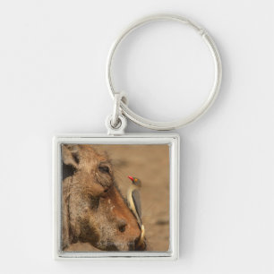 Ein Oxpecker auf einer warthogs Schnauze, Schlüsselanhänger