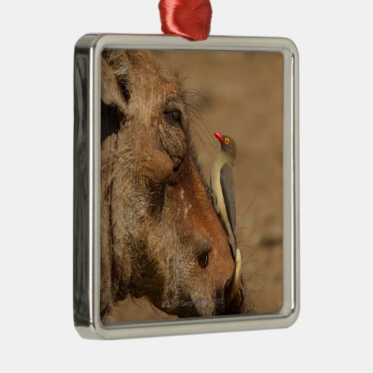 Ein Oxpecker auf einer warthogs Schnauze, Silbernes Ornament (Rechts)