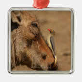Ein Oxpecker auf einer warthogs Schnauze, Silbernes Ornament (Vorne)