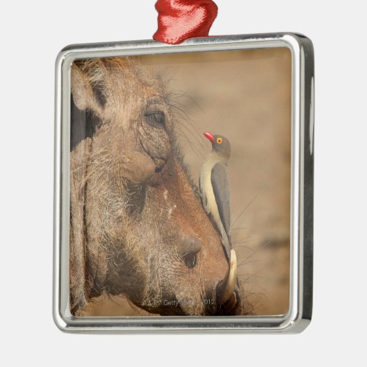 Ein Oxpecker auf einer warthogs Schnauze, Silbernes Ornament (Links)