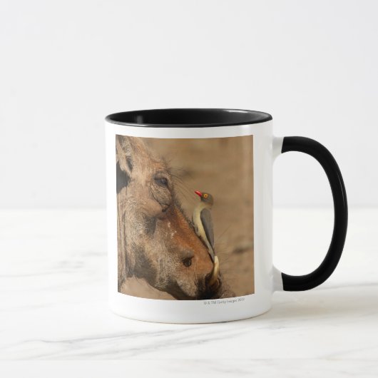 Ein Oxpecker auf einer warthogs Schnauze, Tasse (Rechts)