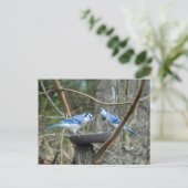 Ein Paar blaue Jay am fütternd Bahnhof hören zu Postkarte (Stehend Vorderseite)